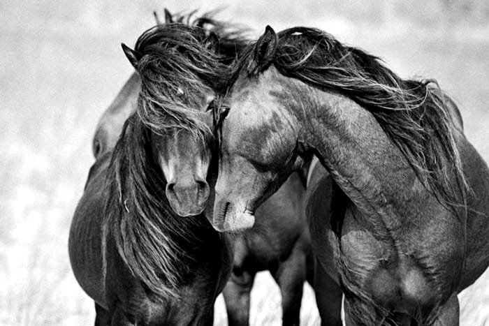 wild_horses_sable_island_3